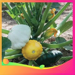 [TOP] Hạt Giống Bí Đĩa Bay - 10 Hạt [ Tặng Kèm 1 Viên Nén Xơ Dừa ] VIETGAR