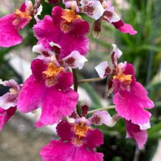Vũ nữ bút chì giống