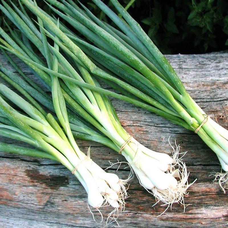 Hạt giống hành hương ( hành lá) gói 2g