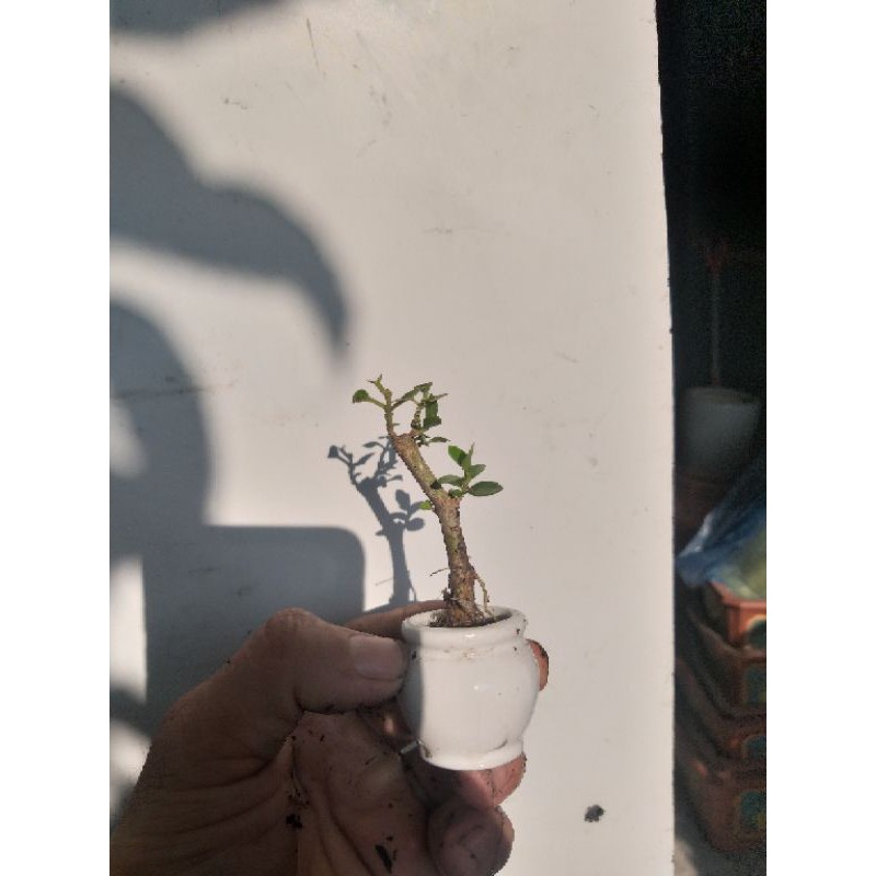 Sam Hương bonsai siêu mini