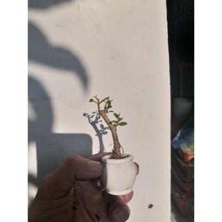 Sam Hương bonsai siêu mini