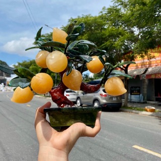 Cây đào ngọc hoàng long 9 quả kiểm định đẹp