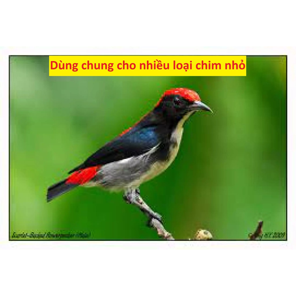 Dây xích chân chim Hút Mật, Vành khuyên, Sâu đầu đỏ, và nhiều loại chim nhỏ khác