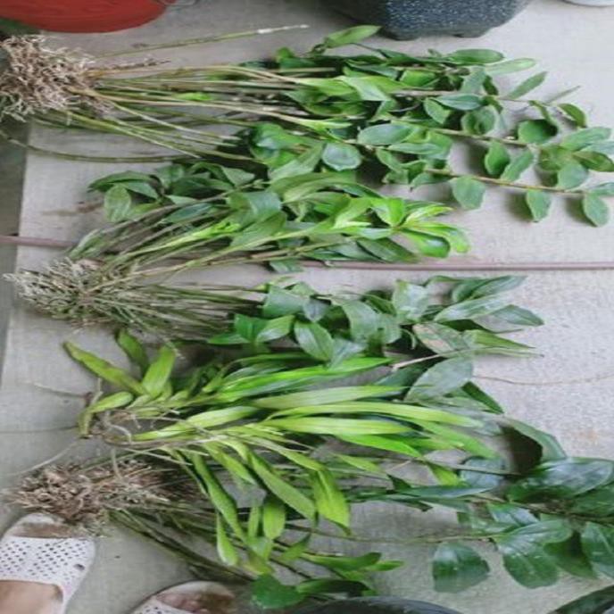 Sản Phẩm Hoa lan kiều vuông