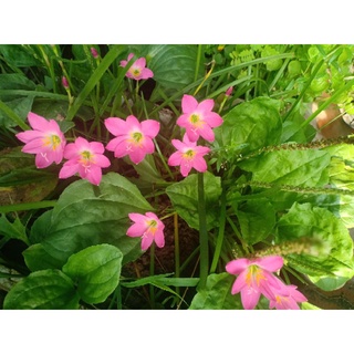 Hoa huệ mưa 50 củ
