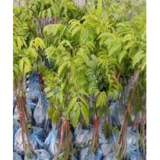 CÂY GIỐNG GỐ LIM-CAM KẾT GIỐNG CHUẨN F1