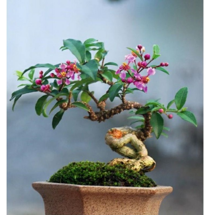 Hồng Ngọc Mai bonsai mini