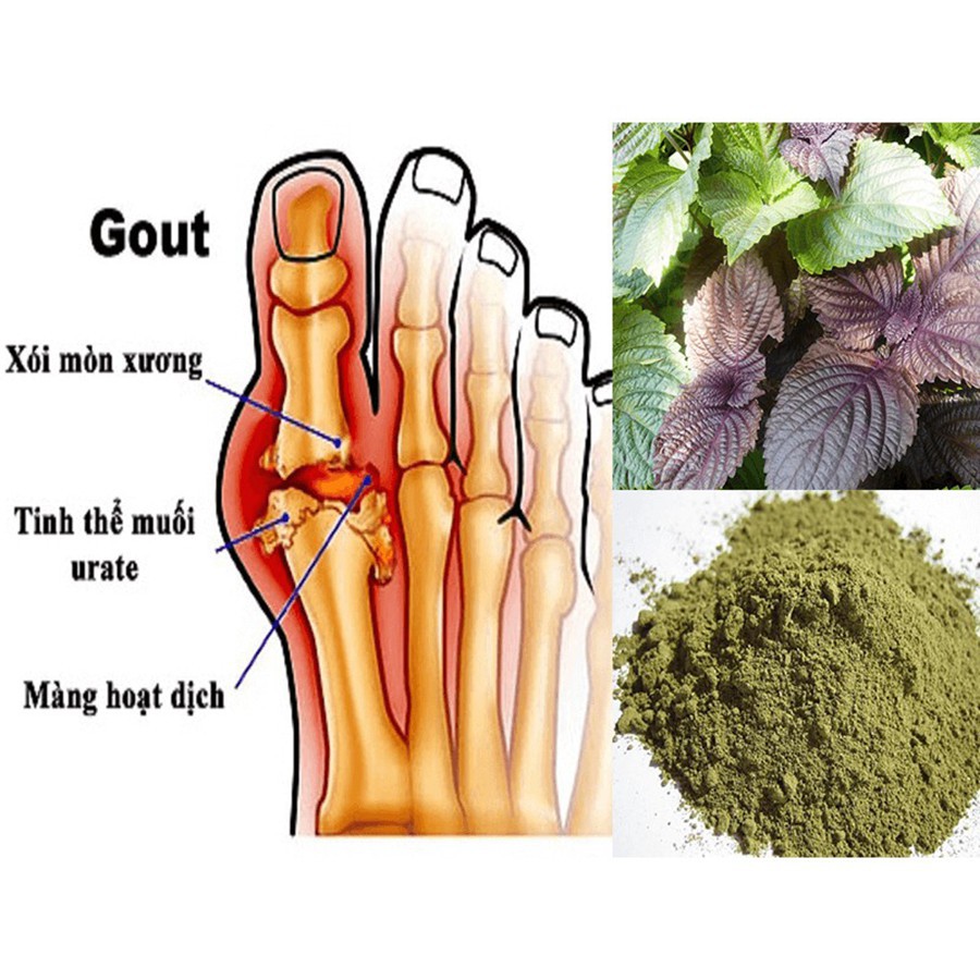 Bột tía tô Behena nguyên chất hỗ trợ giảm cảm cúm, giảm đau do Gout hộp 50gr - Bolyfood