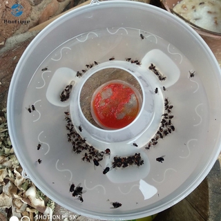 Bẫy Bắt Ruồi Hiệu Quả