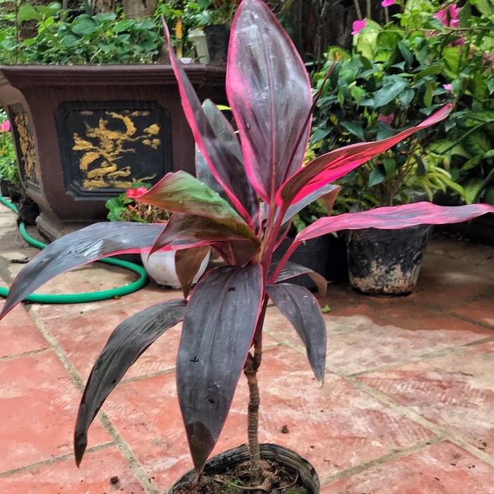 Cây huyết dụ thái, chiều cao 25cm cây có sức sống tốt mang sắc đỏ thẫm dễ chăm thích hợp trang trí cảnh quan sân vườn
