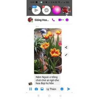 CỦ GIỐNG HOA TULIP HÀ LAN