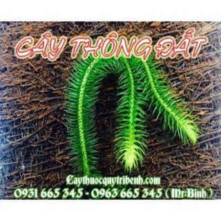Cây Thông Đất (Râu rồng) 1Kg - Đông Y Thanh Bình