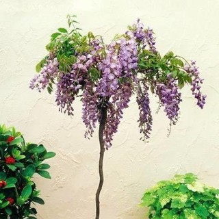 CÂY GIỐNG HOA TỬ ĐẰNG + Tặng (0,3kg) phân hữu cơ cao cấp