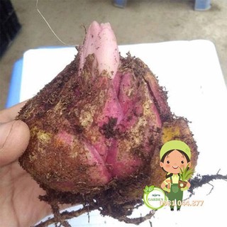 củ hoa ly kép thơm màu vàng