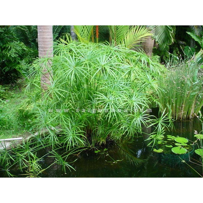 Cây thuỷ trúc thuỷ sinh - THẾ GIỚI HOA CÂY CẢNH - .