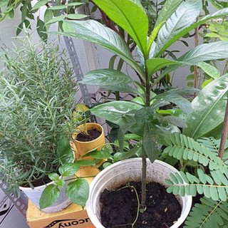 CÂY XƯƠNG SÔNG,CÂY XƯƠNG SÔNG - CHẬU CÂY GIỐNG - CGCSX