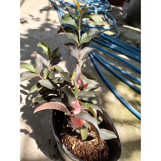 cây ổi phụng (cây trồng chậu)