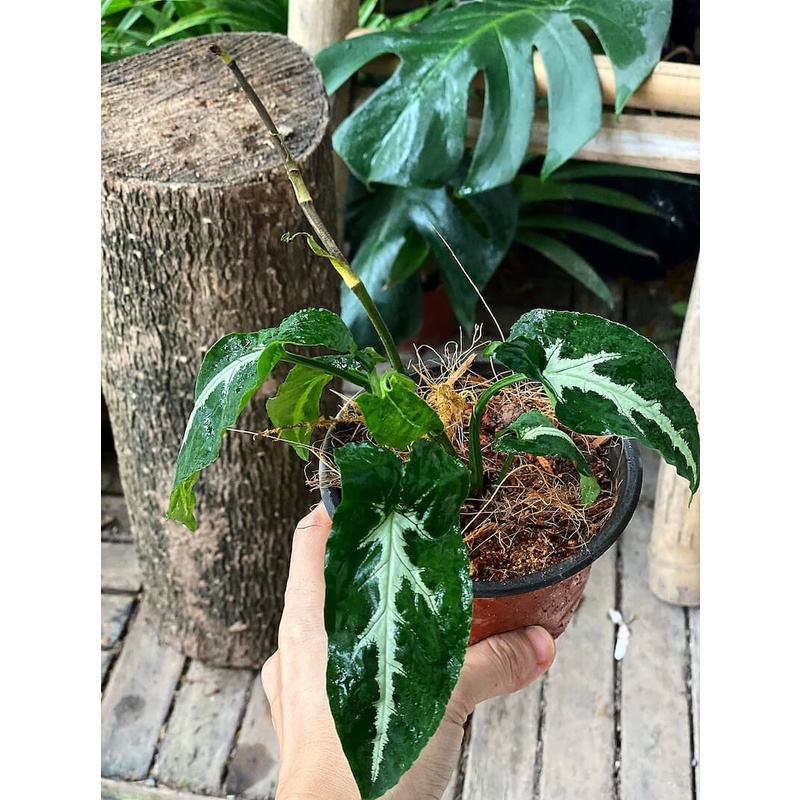 Cây Syngonium wendlandii Silver Goose Foot (Trầu Bà Nhung) chậu nhựa 10cm