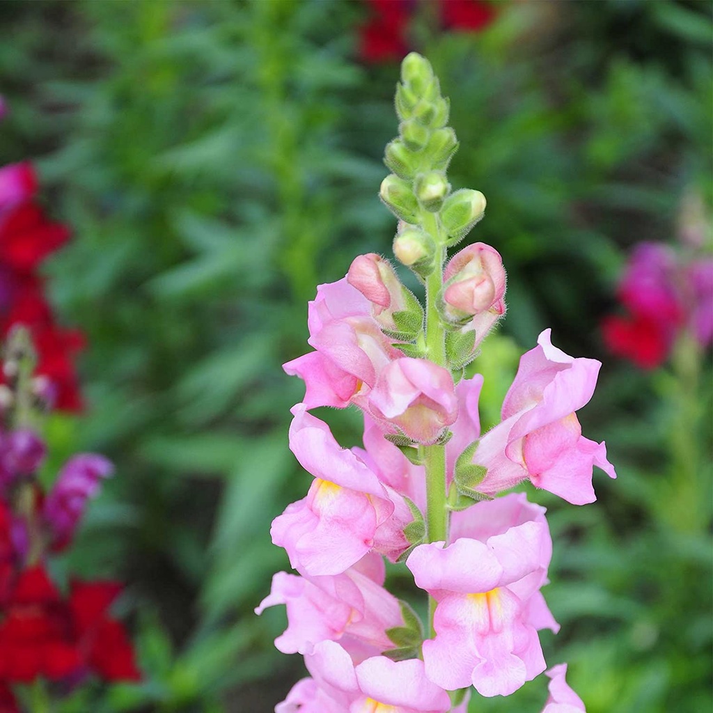 Hạt giống hoa Mãn Đỉnh Hồng Snapdragon - Dòng tên lửa F1 - Hoa trắng - Vườn hoa hàng năm - Hoa viền