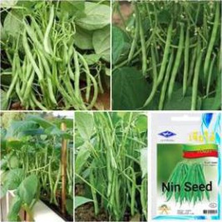 [Big Sale] Hạt giống đậu cove lùn xanh - 10gr