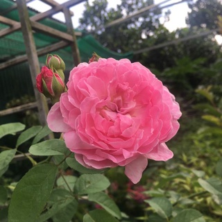 Đơn hàng của chị Trúc Chi