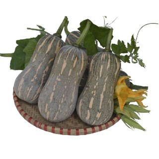 Hạt giống bí đỏ hồ lô mini