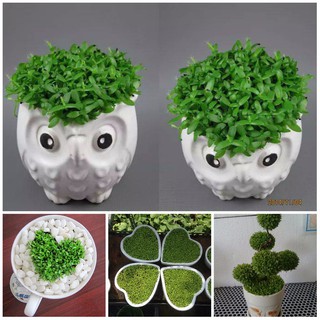 Hạt giống Cỏ may mắn xuất xứ Đức - 100 hạt