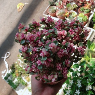 Cây đô la hồng giống mới