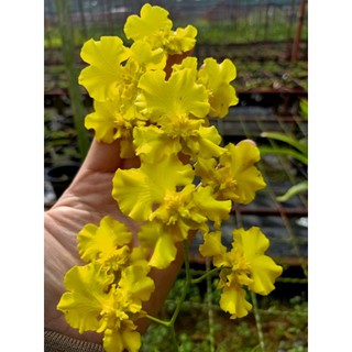 VŨ NỮ VÀNG 3 VÁY- chậu trưởng thành sung sức chuẩn bị hoa