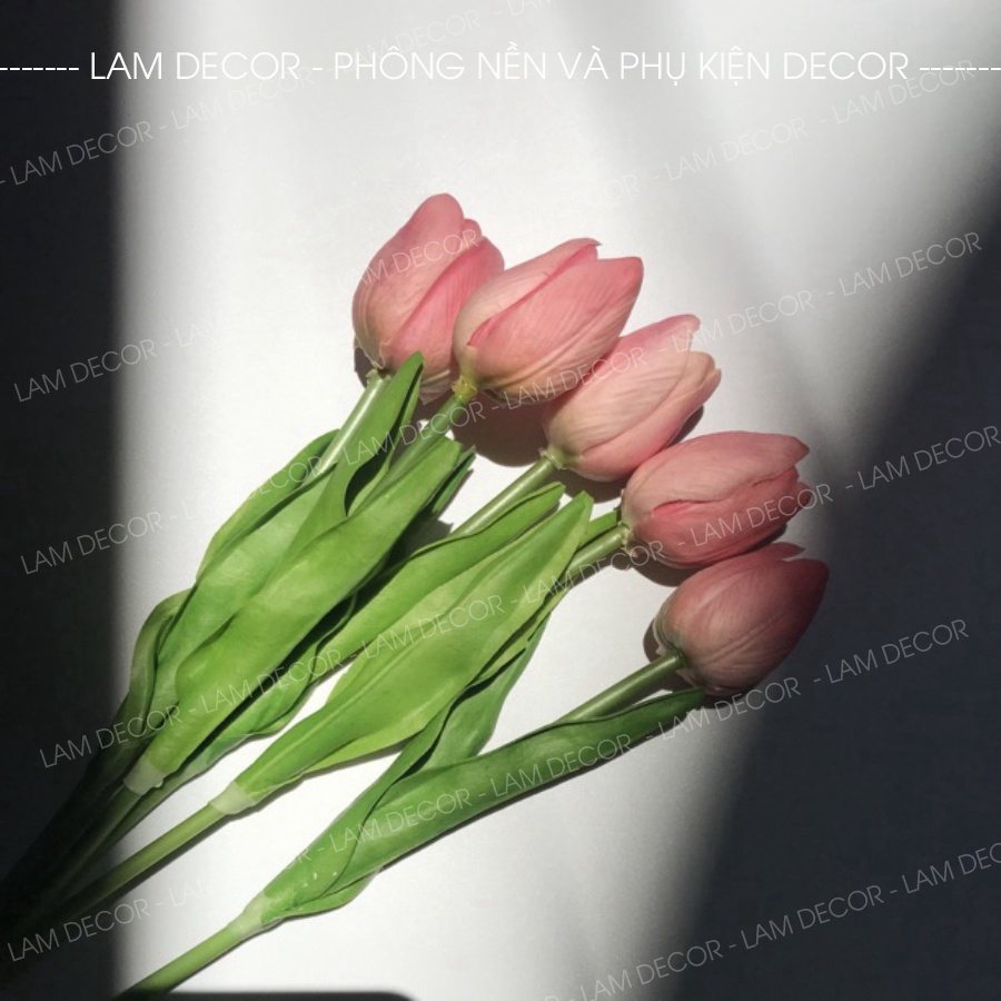 Hoa Tuylip màu sắc cánh mềm, chụp ảnh cực xinh luôn ạ