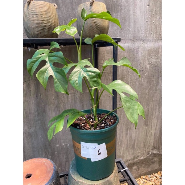 Philodendron rhaphidophora- mons mini
