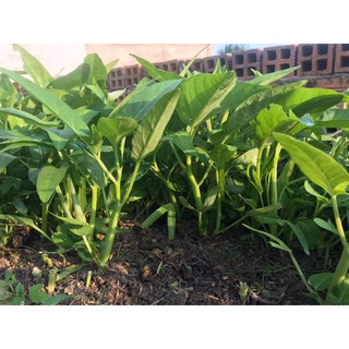 hạt giống cây rau muống dễ trồng, năng suất cao gói 50gr