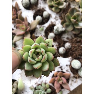 10 cây sen đá vỉ Đà Lạt