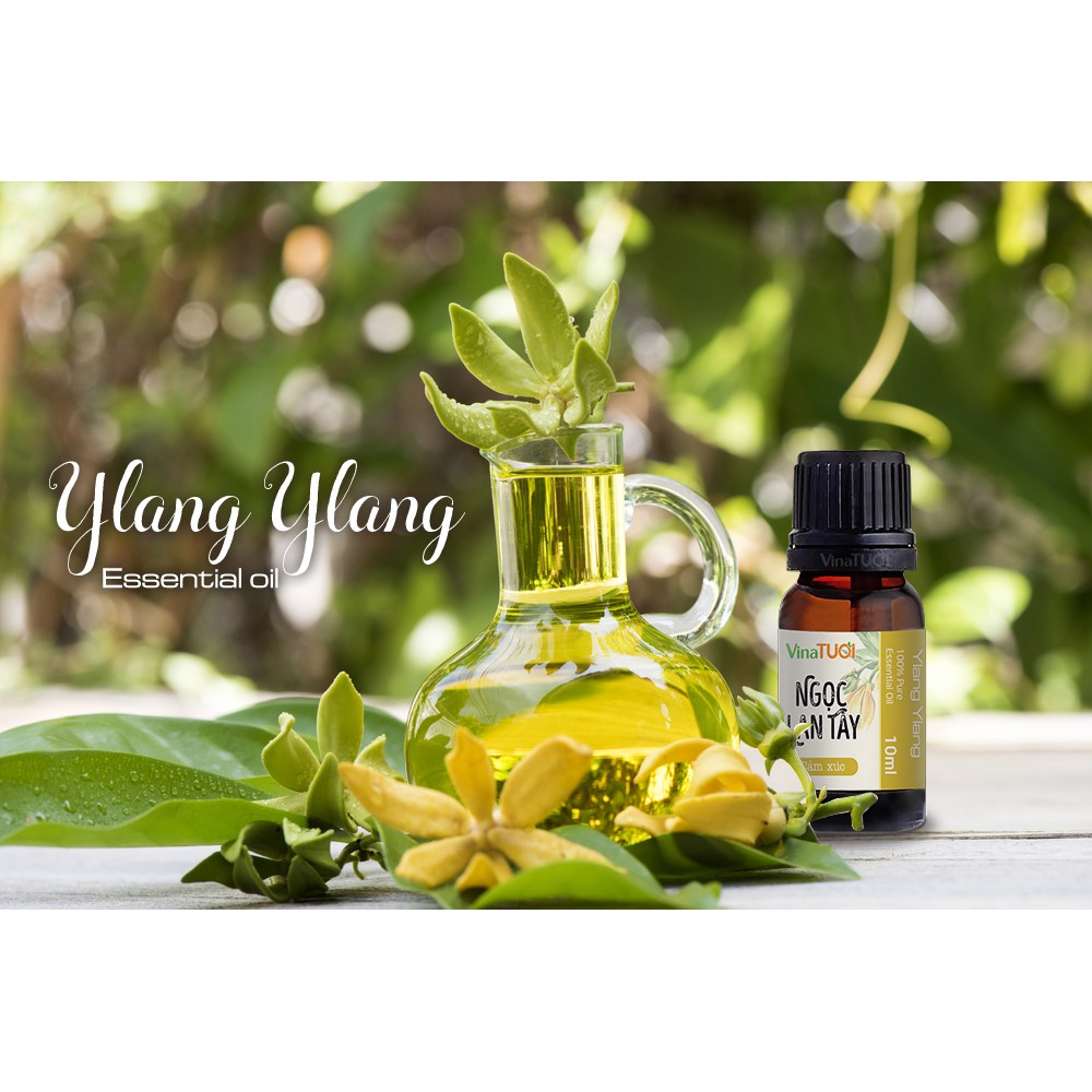 Tinh dầu thiên nhiên Ngọc Lan Tây 10ml nguyên chất giúp làm đẹp, thư giản tăng cảm xúc tinh thần sản khoái và thoải mái.