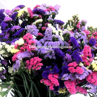 Hạt giống hoa Salem Mix