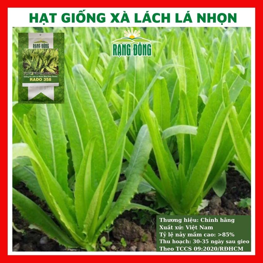 Hạt giống xà lách lá nhọn (rau diếp thơm) 10gr RADO 358 - rau củ quả trồng chậu, vườn dễ chăm sóc 10gr RADO 358