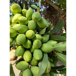 Cà na nhà trồng đập và ngào