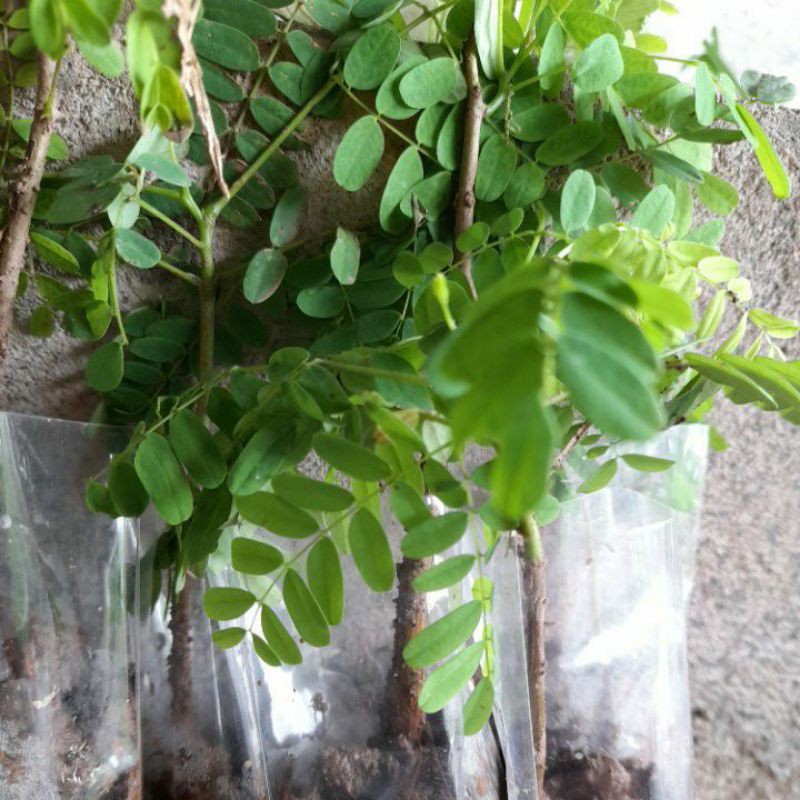 cây phượng vĩ đỏ