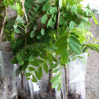 Cây phượng vĩ đỏ