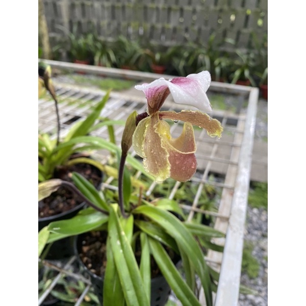 LAN HÀI COCCI ĐANG RA HOA 1 Chậu