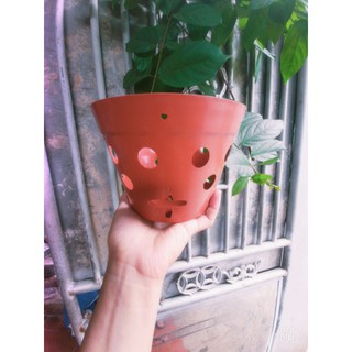 chậu nhựa treo trồng lan