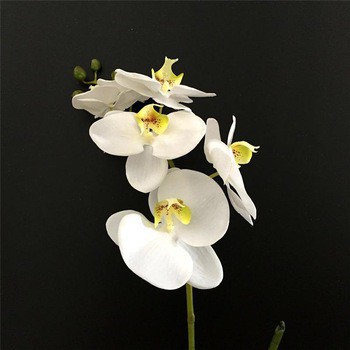 Hoa lan cao su 6b 3 nụ