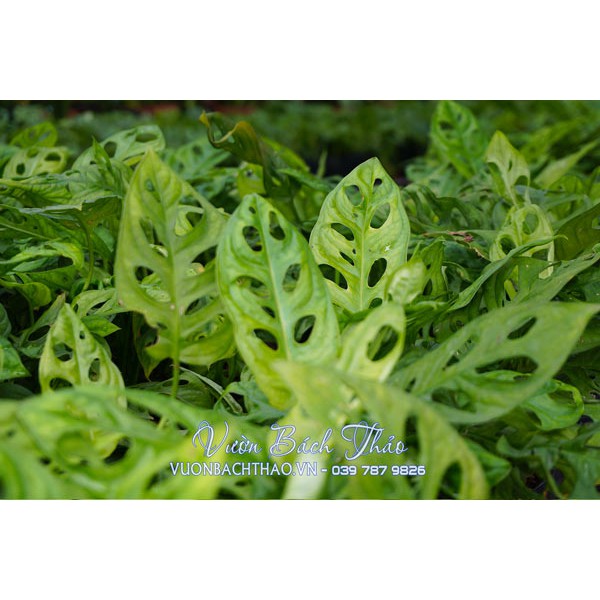 Cây trầu bà lỗ