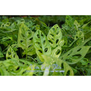 Cây trầu bà lỗ (cây trầu bà cửa sổ)