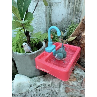 Khay tắm cho vẹt