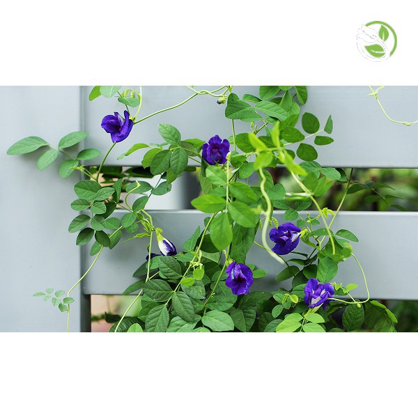 Hạt Giống Hoa Đậu Biết PN-220 Phú Nông - Gói 20 hạt - Butterfly Pea