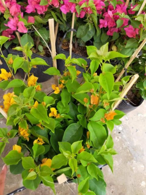 Cây hoa giấy  siêu hoa