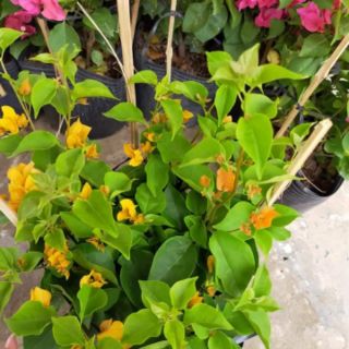 Cây 🌲 Hoa Giấy ( màu vàng ) siêu hoa Leo ♌ giàn
