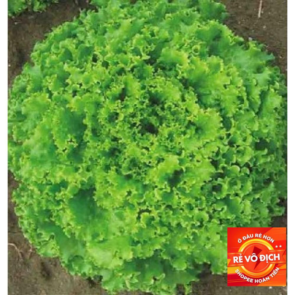 Xà lách xoăn xanh