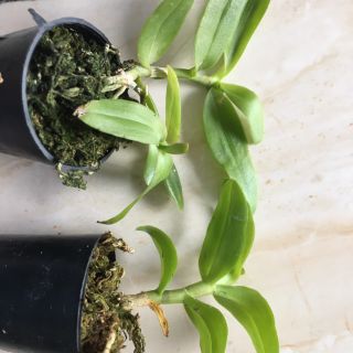 5ct hiển oanh gieo hạt